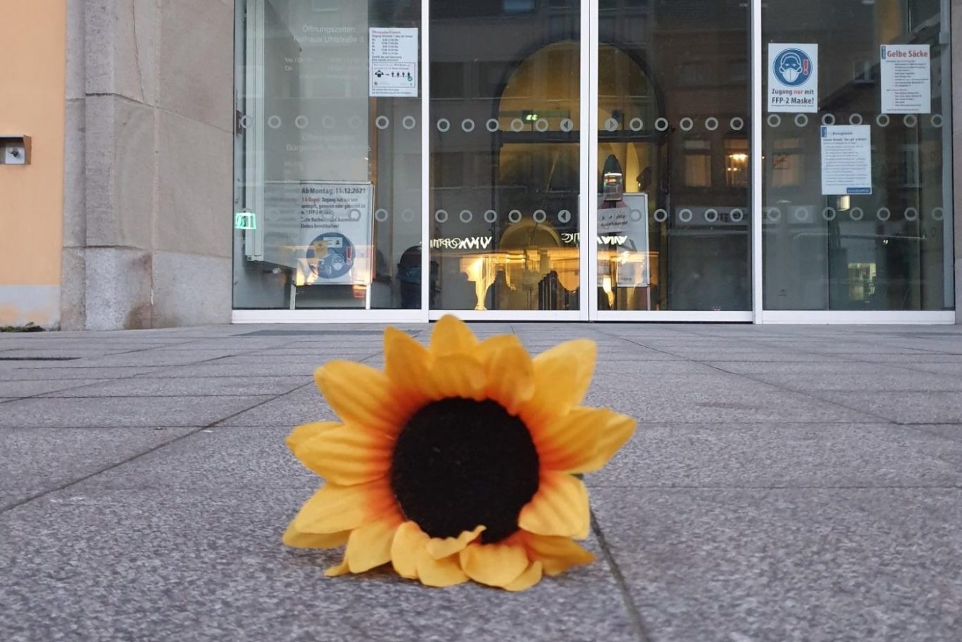 Foto einer Sonnenblume vor dem Brühler Rathaus